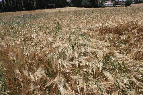 Yozgat’ta Yerli Çeşit Arpa Hasadı Yapıldı