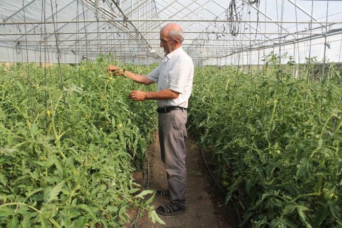 50 Yıllık Çiftçi Ata Tohumlarına Gözü Gibi Bakıyor