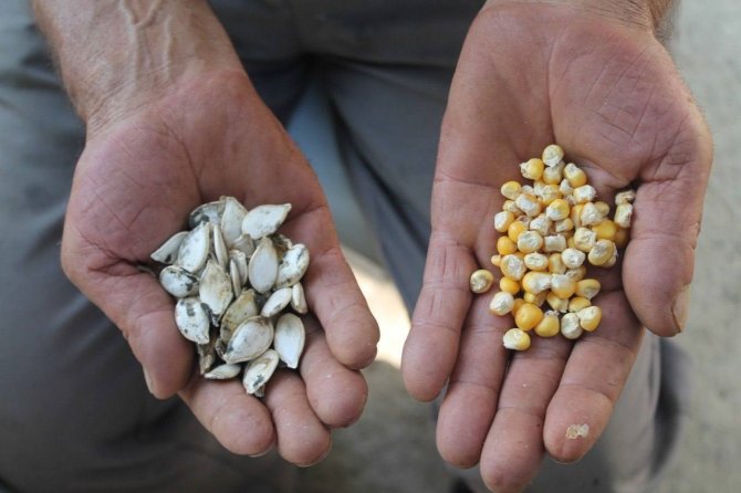 50 Yıllık Çiftçi Ata Tohumlarına Gözü Gibi Bakıyor