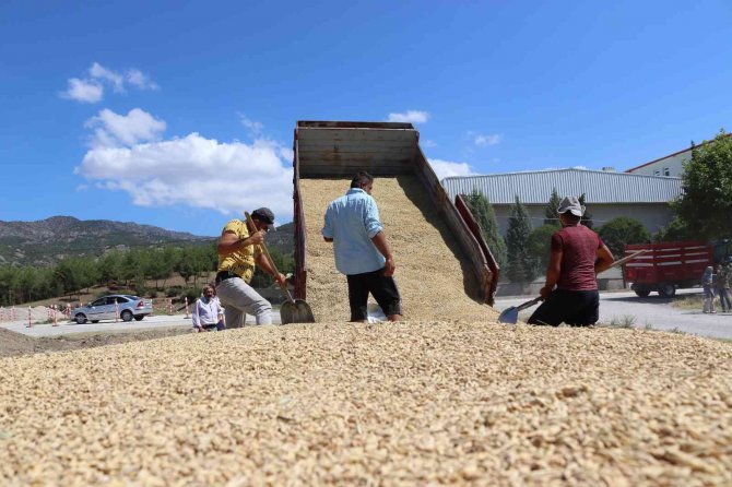 Osmancık Tmo Hububat Alımında Rekor Kırıyor