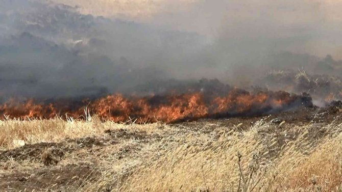 Diyarbakır’da Hububat Hasadı Bitti: İ̇l Tarım Ve Orman Müdüründen ‘Anız Yangını’ Uyarısı