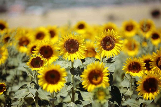 Büyükşehirin Verdiği Ayçiçek Tohumları Çiçek Açtı