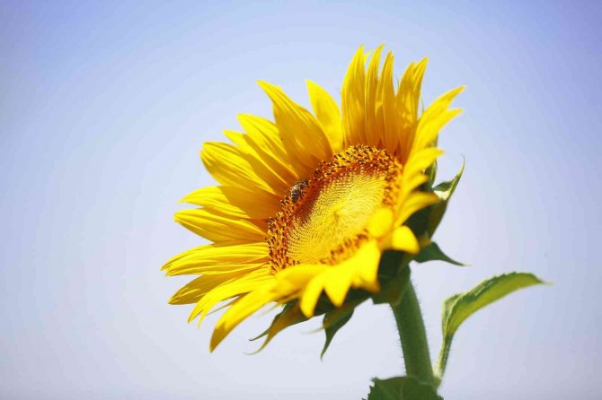 Büyükşehirin Verdiği Ayçiçek Tohumları Çiçek Açtı