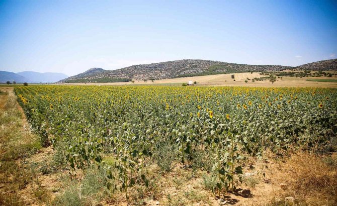 Büyükşehirin Verdiği Ayçiçek Tohumları Çiçek Açtı