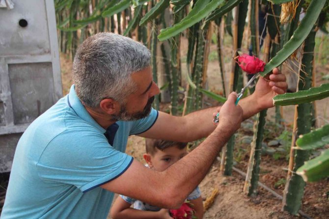 Bu Meyveyi Yetişmek İçin Serasına Kamera Sistemi Ve Soba Kurdu