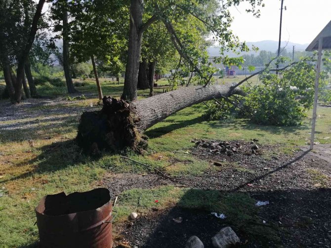 Çorum’da Fırtına Ağaçları Kökünden Söktü
