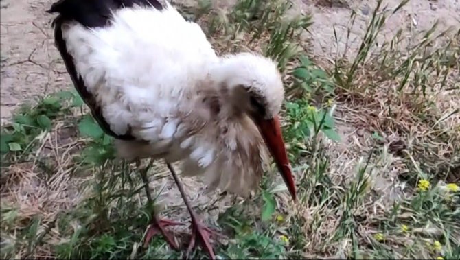 Eskişehir’de Kursağında Çöp Kalan Kör Leylek Tedavi Altına Alındı