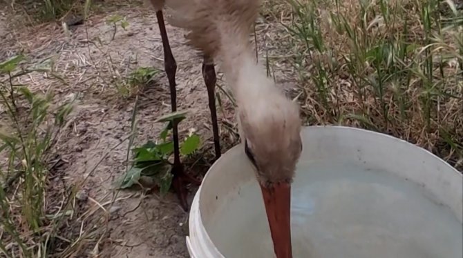 Eskişehir’de Kursağında Çöp Kalan Kör Leylek Tedavi Altına Alındı