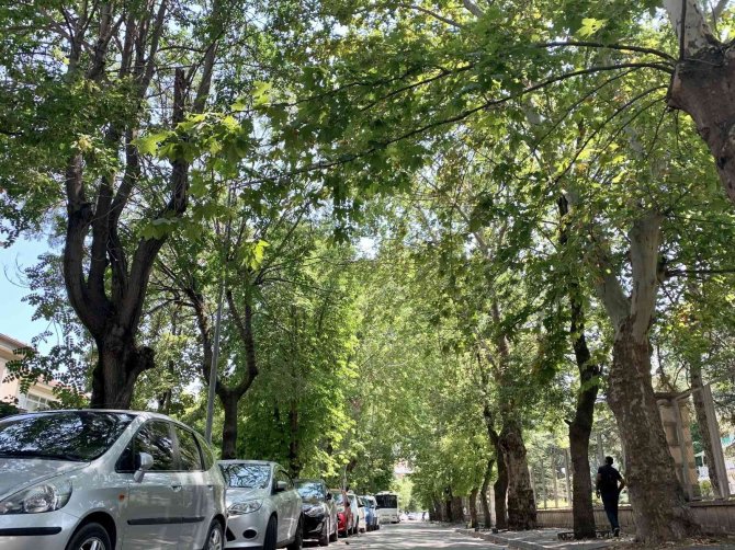 Ağaçların Tünel Oluşturduğu Sokak Görsel Şölen Sunuyor