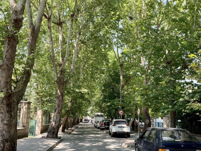 Ağaçların Tünel Oluşturduğu Sokak Görsel Şölen Sunuyor