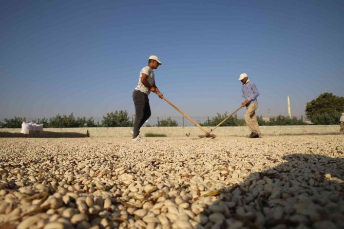 Fıstığın Anavatanında Kavlatma Telaşı