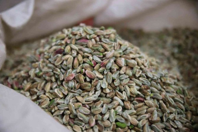 Fıstığın Anavatanında Kavlatma Telaşı