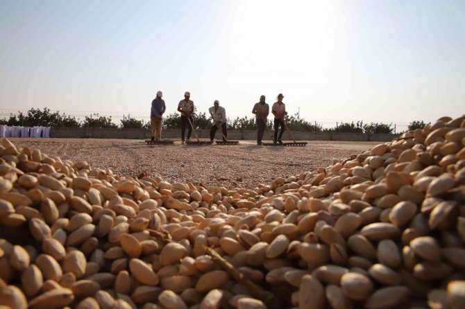 Fıstığın Anavatanında Kavlatma Telaşı