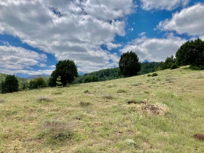 Gediz Muratdağı’na Bal Ormanı