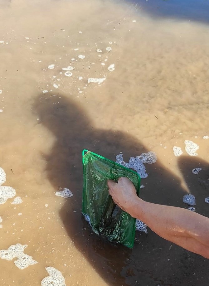 Kılıçkaya Baraj Gölüne 500 Bin Sazan Yavrusu Bırakıldı