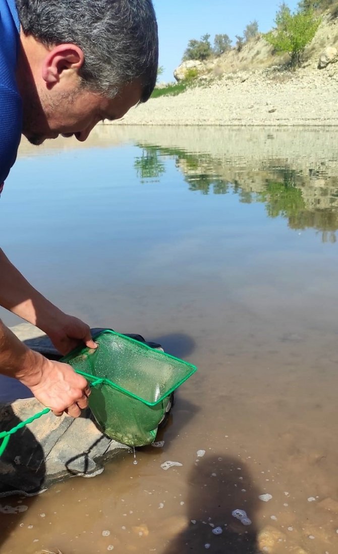 Kılıçkaya Baraj Gölüne 500 Bin Sazan Yavrusu Bırakıldı