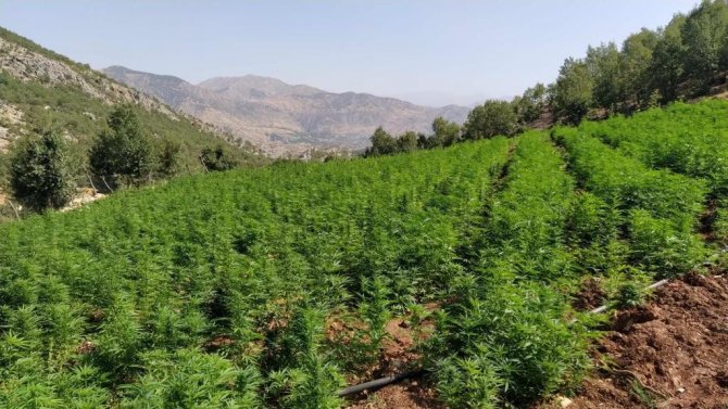 Eren Abluka-34 Operasyonunun İlk Üç Gününde 10 Milyon Kök Kenevir Ve 800 Kilogram Esrar Ele Geçirildi