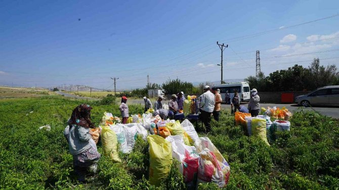 Kahramanmaraş’ta Dağıtılan Biberde Hasat Başladı