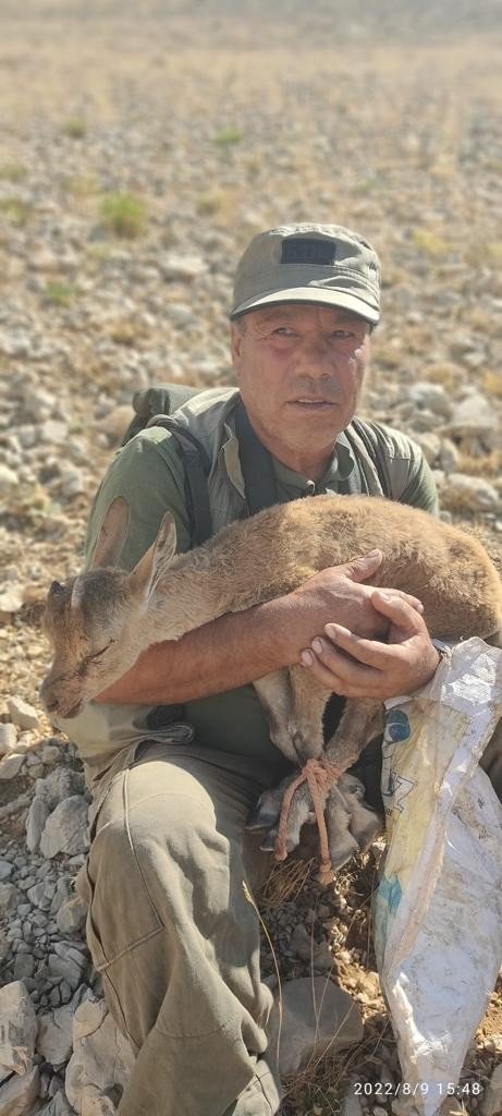 Kartalın Pençesinden Kurtulan Yavru Yaban Keçisi Tedavi Altına Alındı