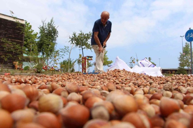 Karadeniz Sahil Yolu Fındıkçılar İçin Harman Yeri Oldu