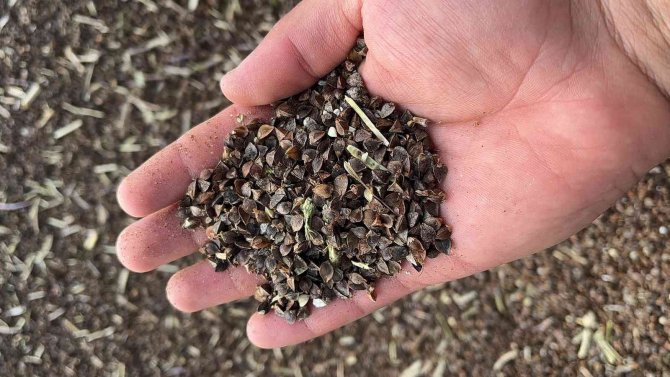 Çölyak Hastalarının Aradığı Karabuğdayın Hasadına Başlandı