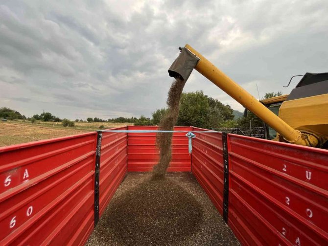 Çölyak Hastalarının Aradığı Karabuğdayın Hasadına Başlandı