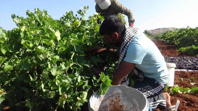 ’Horoz Karası’ Üzümünde Yüksek Rekolte Sevinci