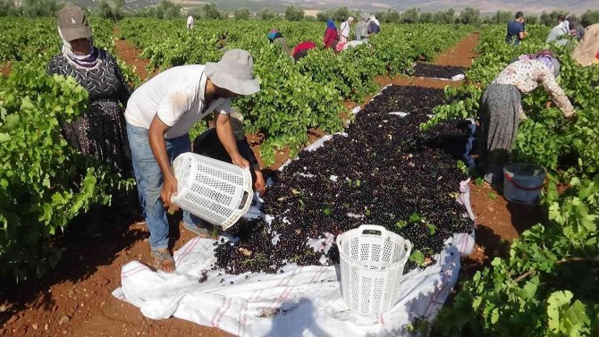 ’Horoz Karası’ Üzümünde Yüksek Rekolte Sevinci