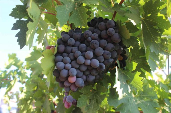 ’Horoz Karası’ Üzümünde Yüksek Rekolte Sevinci