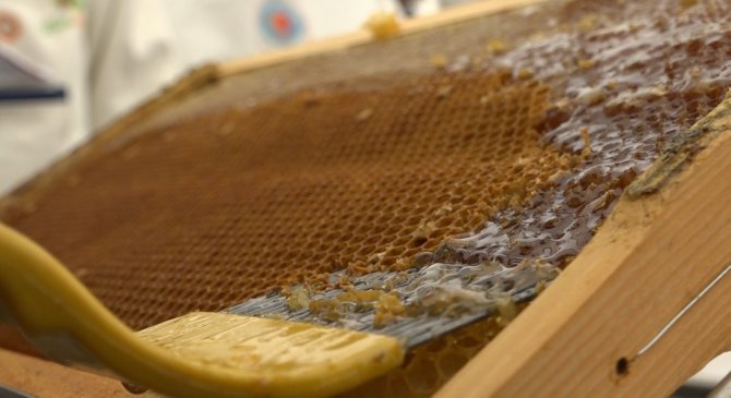 ’Altın Balda’ Hasat Dönemi Başladı: Hedef 2 Bin Ton Bal Elde Etmek