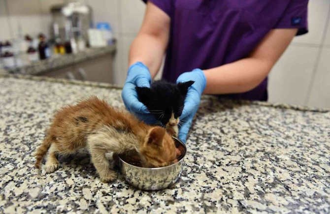 Bursa’da Zifte Bulanmış Kediler Hayata Döndürüldü