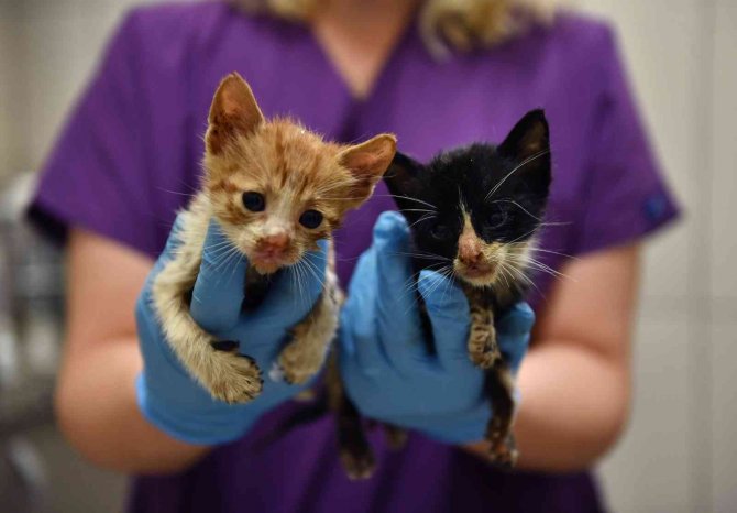 Bursa’da Zifte Bulanmış Kediler Hayata Döndürüldü