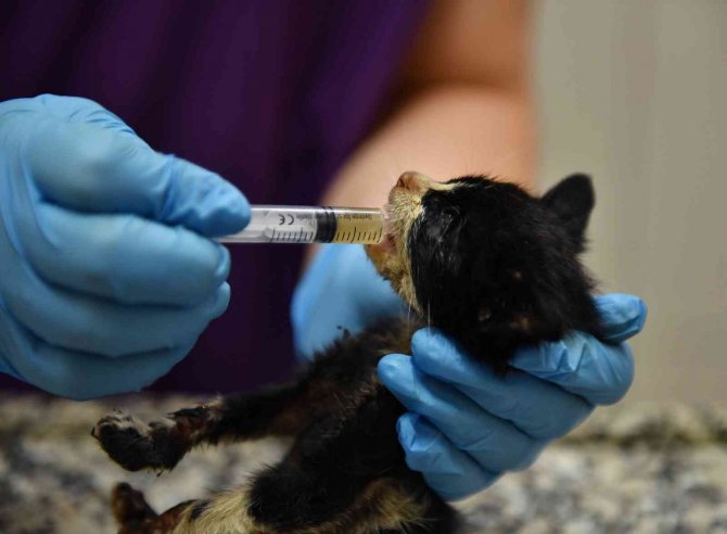 Bursa’da Zifte Bulanmış Kediler Hayata Döndürüldü