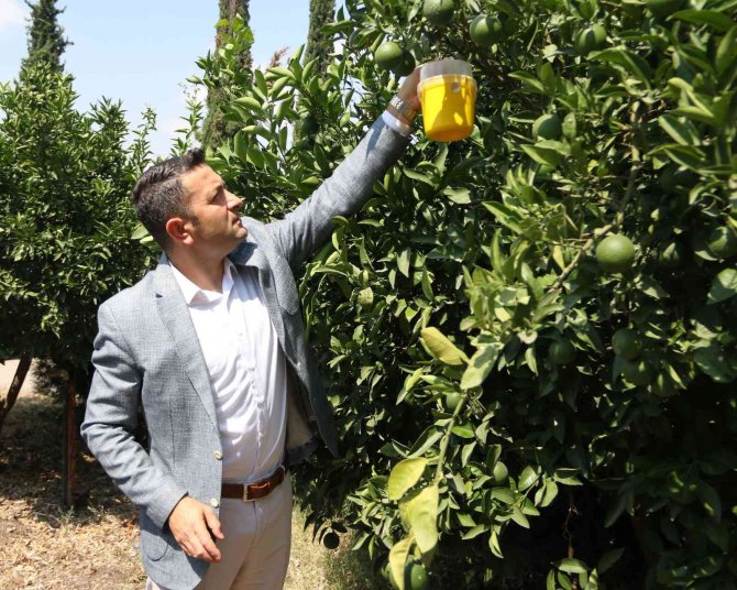 Çiftçilere Akdeniz Meyve Sineği Tuzağı Dağıtıldı