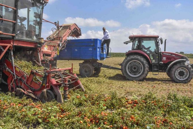 Türkiye’nin Salçalık Domatesinin Yüzde 40’ını Karşılayan Karacabey’de Hasat Başladı
