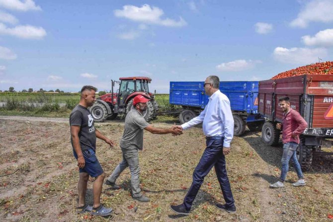 Türkiye’nin Salçalık Domatesinin Yüzde 40’ını Karşılayan Karacabey’de Hasat Başladı