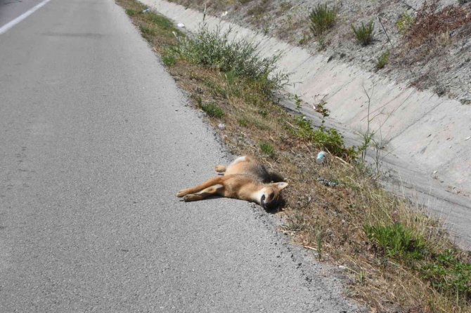 Aracın Çarptığı Çakal Telef Oldu