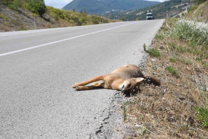 Aracın Çarptığı Çakal Telef Oldu