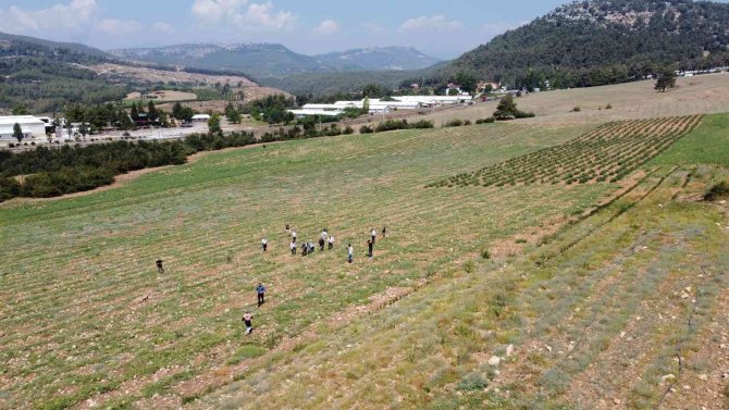 Tarsus’ta Hasadı Yapılan Karpuzlar Halka Ücretsiz Dağıtılacak