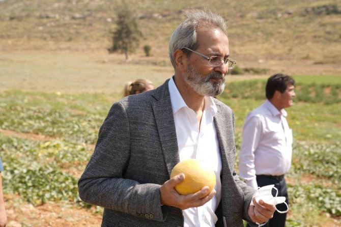 Tarsus’ta Hasadı Yapılan Karpuzlar Halka Ücretsiz Dağıtılacak