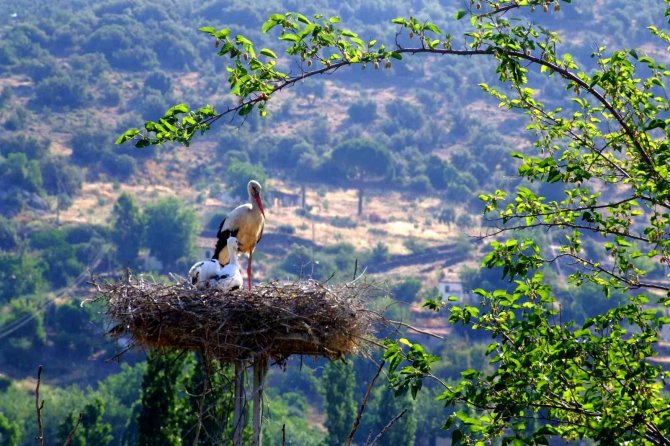 ‘Leyleklere Yeni Yuva’ Porjesi Adm Elektriğe Ödül Getirdi