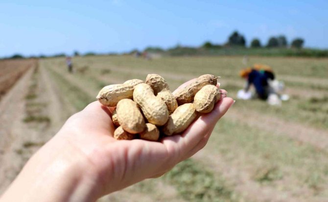 Yer Fıstığında Hasat Zamanı: Kilosu 24 Lira
