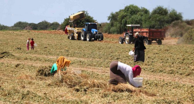 Yer Fıstığında Hasat Zamanı: Kilosu 24 Lira