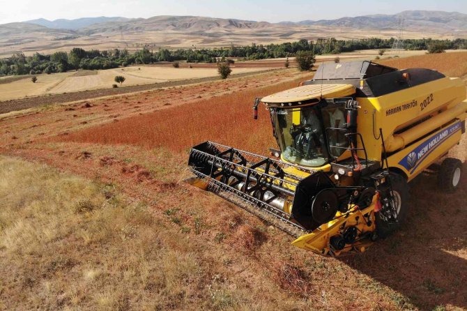 Gümüşhane Karabuğdayın Başkenti Olma Yolunda İlerliyor