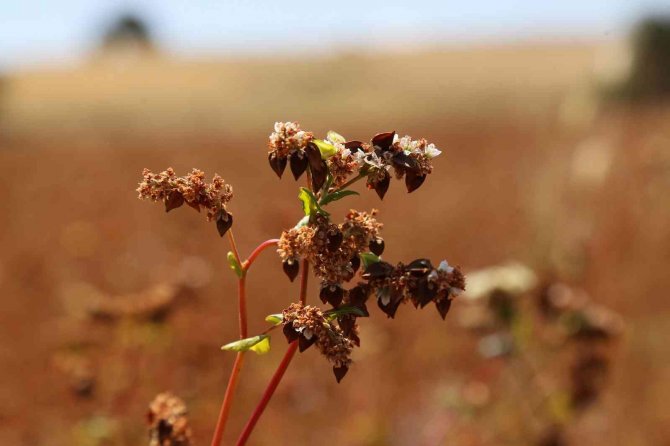Gümüşhane Karabuğdayın Başkenti Olma Yolunda İlerliyor