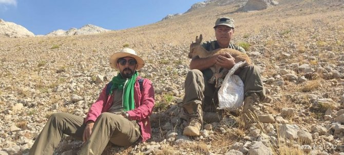 Kartalın Pençesinden Kurtulan Yavru Yaban Keçisi Tedavi Altına Alındı