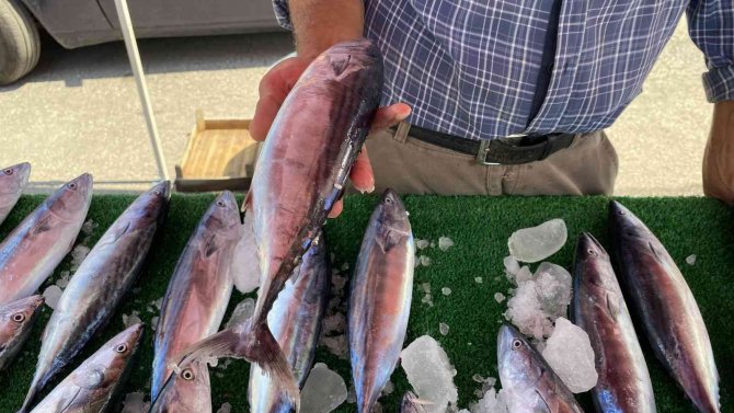 Oltacılar Palamutla Buluştu, Yüzler Güldü