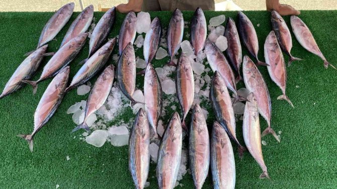 Oltacılar Palamutla Buluştu, Yüzler Güldü