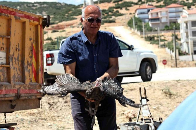 Büyükşehir Korkuteli’de Hindi Dağıttı