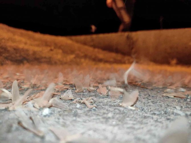 Milyonlarca ’Bir Gün Sineği’ Tarihi Halilefendi Köprüsünü İstila Etti